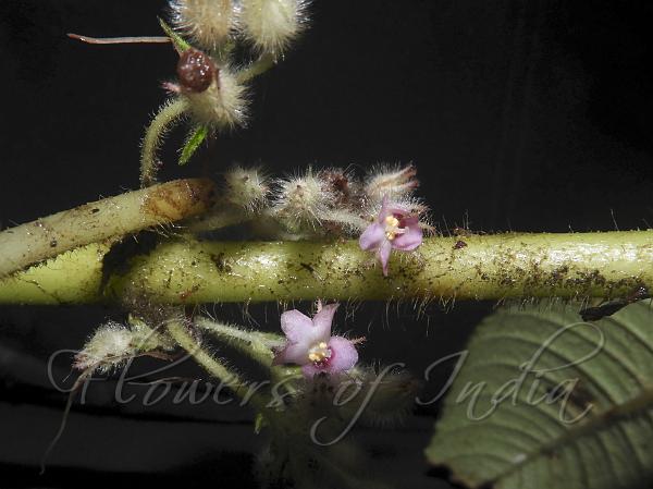 Hairy Rhynchotechum